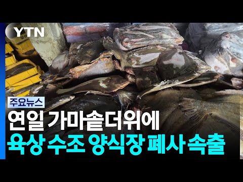 펄펄 끓는 바다...'고수온 경보' 양식어류 집단 폐사 / YTN