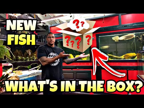 NEW FISH!! WHAT’S IN THE BOX?? NEW FISH!! WHAT’S IN THE BOX??

What’s up YouTube Fam! We have a new fish! I picked up a Spider 