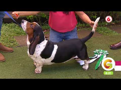 Los Basset hound son los perros ideales para llevarse bien con otras mascotas y niños