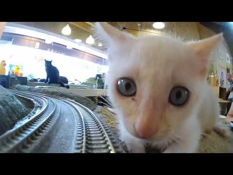 Lost in the City of Cats: A Magical Journey at Diorama Shokudo 🐾🚋