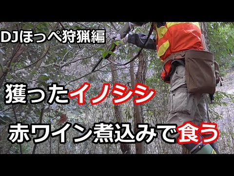 【狩猟】獲ったメスイノシシを赤ワイン煮込みで食う【罠猟】