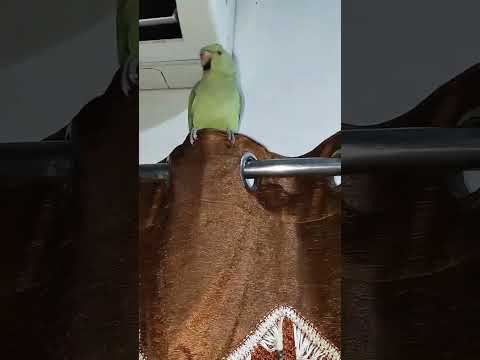mithu ki masti...🦜✨❤️💫 #trending #shortvideo #video #mithu #parrot #talkingparot #shorts