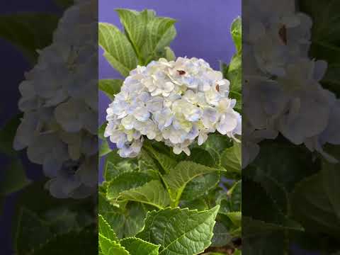 Ngắm hoa tú cầu cuối tuần #ngắmhoa #túcầu #cuoituan #nature #hoa #cây #tamsucungcon