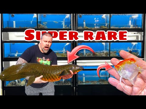 UNBOXING a SUPER RARE FISH - we are keeping 2 for  Unboxing fish is always fun but unboxing these Australian Lungfish is amazing! They really are like 