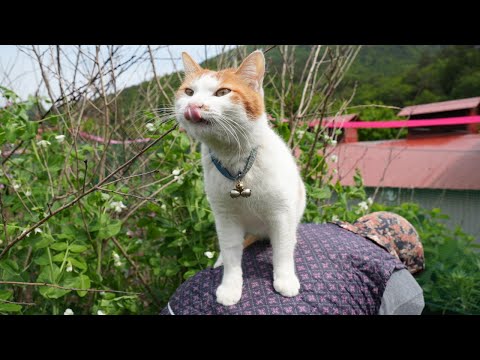 猫の動画サムネイル - ちろぽんとさやえんどう収穫して産直へと湯通しつくり　250701