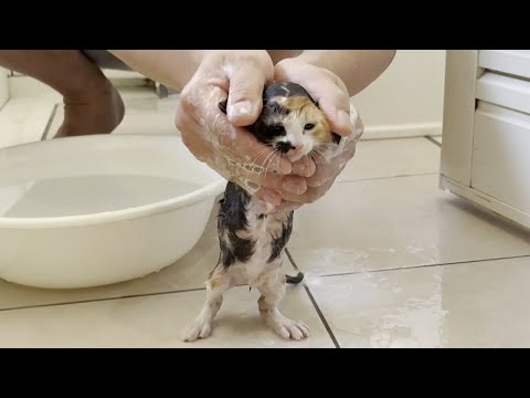 猫の動画サムネイル - 野良出身だけに濡れることがそれほど嫌じゃない子猫