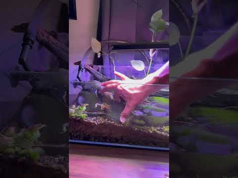 My River tank was too green! #fishtank #aquascape  (Affiliate Links) Best Deals I could find!
Fish Tank_ https_//amzn.to/4kaRtqb
Aquasoil_ https_//amzn