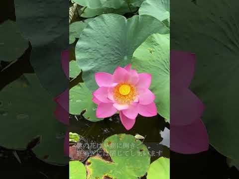 旧島松駅逓所のハス池に蓮の花が咲いてます！#shorts #flowers