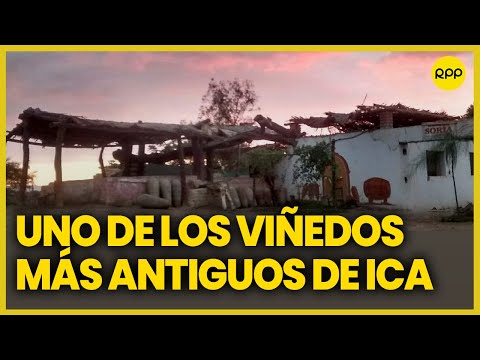 Jesús Miguel Calderón presenta uno de los viñedos más antiguos de Ica