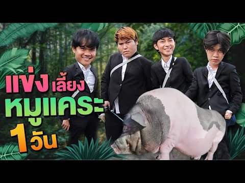 แข่งเลี้ยงหมูแคระ-1-วัน!-ใครขุ แข่งเลี้ยงหมูแคระ-1-วัน!-ใครขุ