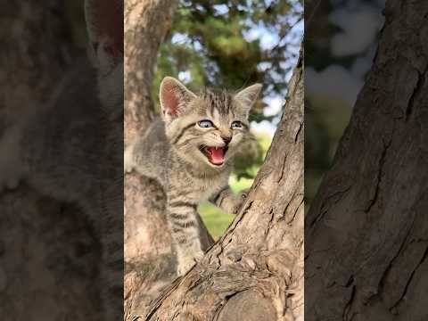 Pa😄Pa😄❣️#cute🤷🏼‍♀️😺#viral #baby #funny #cat #cats #funnymoment #funniestvideo #funnyreel March7,2026