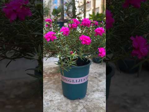 Beautiful blooming portulaca flower, Garden care tips to grow and bloom #shorts #plants #flowers