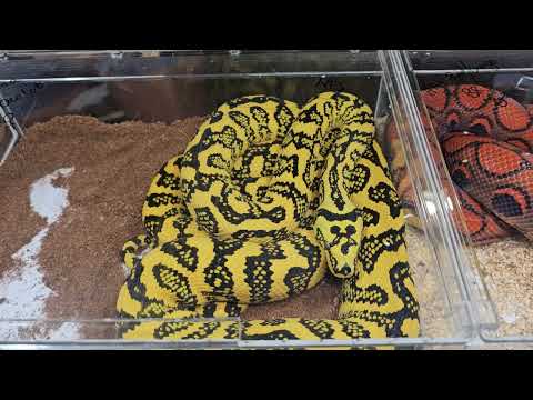 Just an absolutely gorgeous Python! 