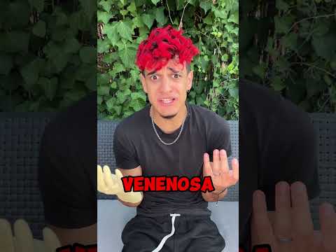 Una SERPIENTE VENENOSA me MUERDE en el VATER de CASA!