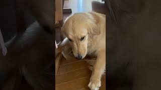 【日常】可愛すぎるゴールデンレトリバーのアカリちゃんが喜ぶ様子#ゴールデンレトリバー #goldenretreiver