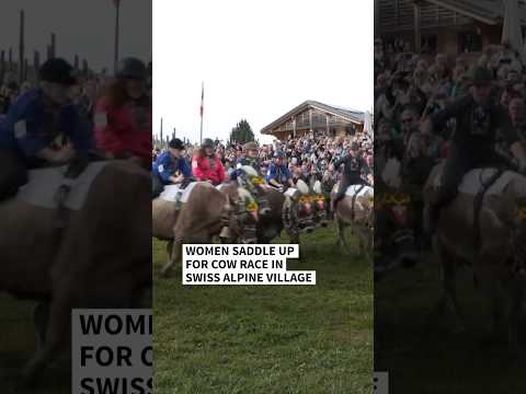 Women saddle up for cow race in Swiss Alpine village | AFP #shorts