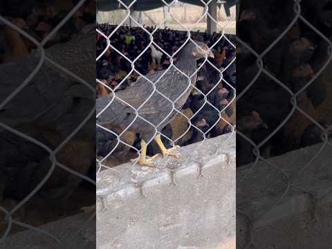 Black chicken farm #farm