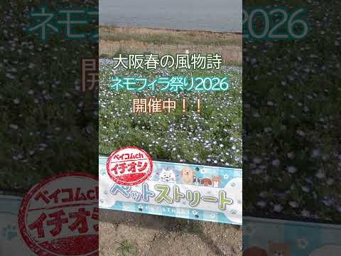 大阪まいしまシーサイドパーク「ネモフィラ祭り2026」#shorts #ベイコム
