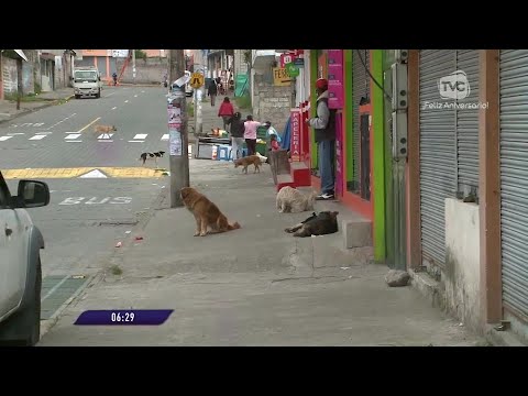 Vecinos de La Ecuatoriana ayudan a perros abandonados en su barrio