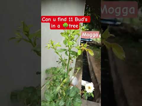 CAN U FIND 11BUDS IN A TREE #ONLY1%IT CAN