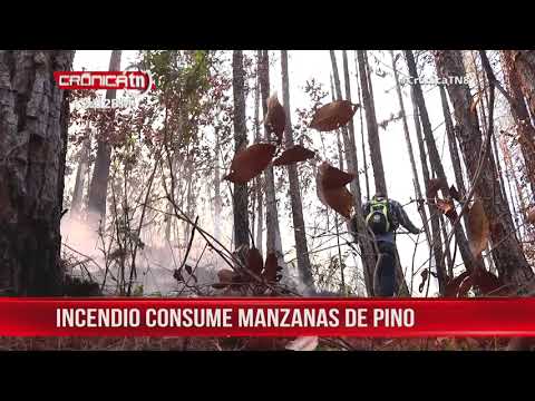 Incendio forestal consume unas 15 manzanas de pino en Matagalpa - Nicaragua