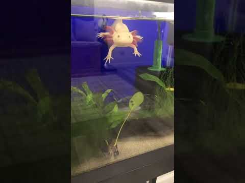 Axolotl gulps air so he can float 🤣 