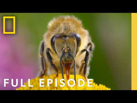 The Hive (Full Episode) | Secrets of the Bees Narrated by Bertie Gregory | National Geographic