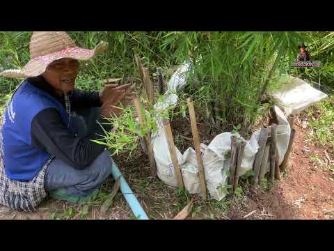 ลุงกลมพาชมไผ่Nanaaphan Bamboo ไผ่รวกแบบนี้…เรียกจรเข้ขบฟัน…ดูแลกันดีๆหน่ิเพิ่มพรึ่บ!!