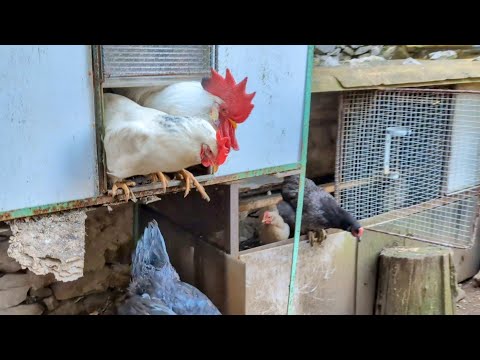 Hilarious Morning Chicken Stampede: Coop Door Chaos Unleashed!