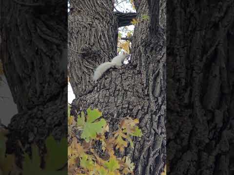 Albino squirrel!!! in Minnesota! Anyone recognize this squirrel?!?! #squirrel #albino