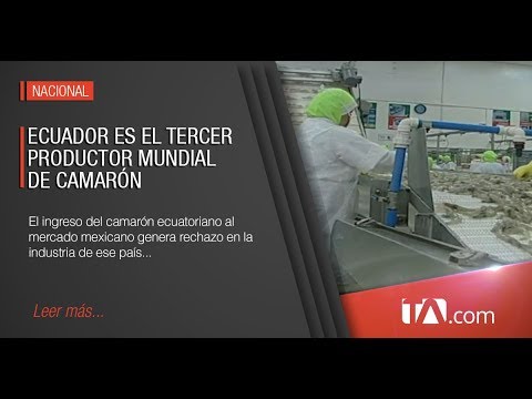 Camaroneros y varios senadores rechazan el ingreso de camarón ecuatoriano a México