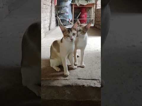 Cat Fight Video😸Try To Not Laughter 🤣#cat #funnyanimal #funny #catfunny #funnypet
