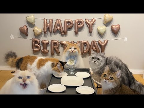 【祝ぽてち5歳】猫たちの小さいお誕生日会が可愛すぎたwww