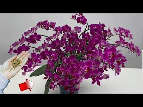 Çiçeksiz Orkidenin  Altina 1 Parça Yerlestirin! Aniden dal çikarir ve bol çiçek açar