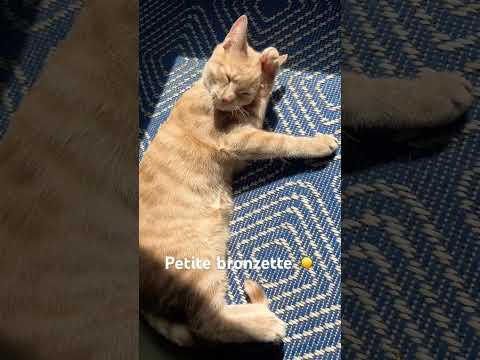 Le pacha de la maison 😂☀️ #cat #sun #catshorts #cute #kitten #pets #funny #viral #pacha #house