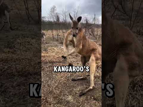 5 facts about animals you didn’t know #wildlife #animals