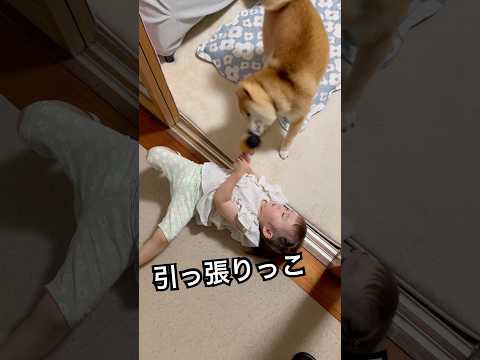 引っ張りっこに負けてベソかくムスメ#柴犬 #dog #豆柴#shiba#shibainu#2歳#shorts