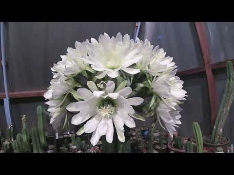 Supposedly Trichocereus Cordobensis in mega super blooming craziness!