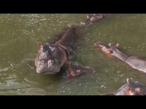 Hipopótamos fuera de control, el engorroso legado de Pablo Escobar en Colombia