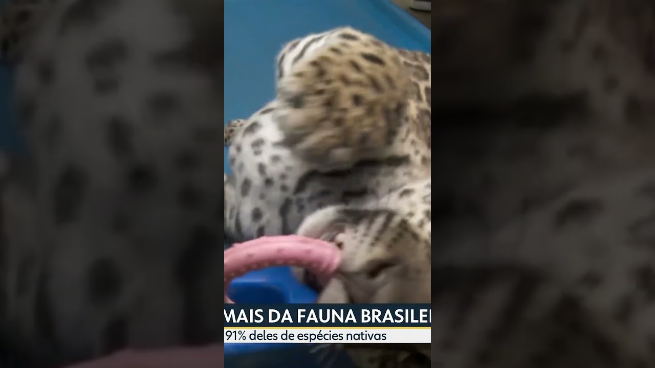 No BDSP repórter conhece filhotes de onça resgatados da cheia no Amazonas shorts bastidores