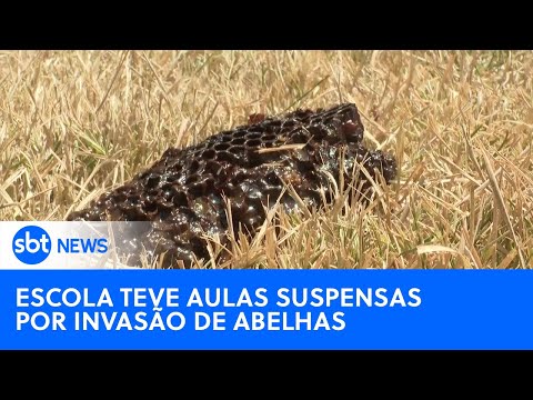 Escola no interior de SP é forçada a suspender aulas após invasão de abelhas | #SBTNewsnaTV(2/10/24)