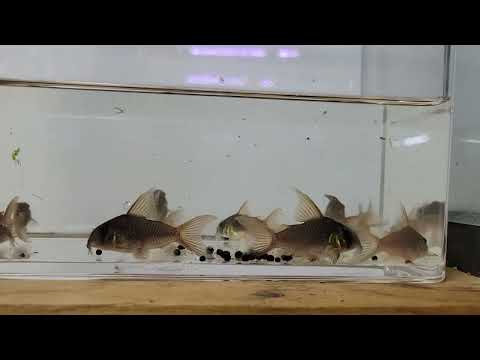 corydoras concolor moving to a larger growout tank 