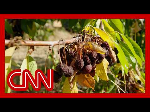 They once picked America’s fruit. Now they’re too afraid to go outside