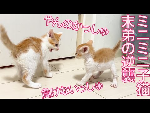 出遅れミニ子猫、兄妹猫に成長を見せつける　The youngest kitty's counterattack