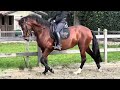 Dressage horse DenOeverStables