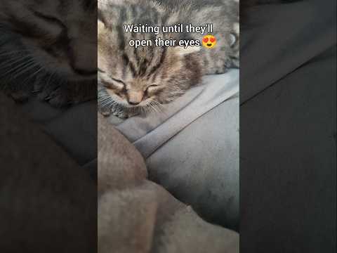 Wait for it 🥰 #kitten #cateye #catshorts