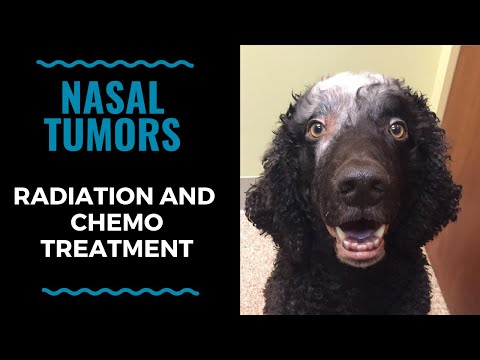 Pet Radiation & Chemo Treatment For Nasal Tumors: VLOG 118