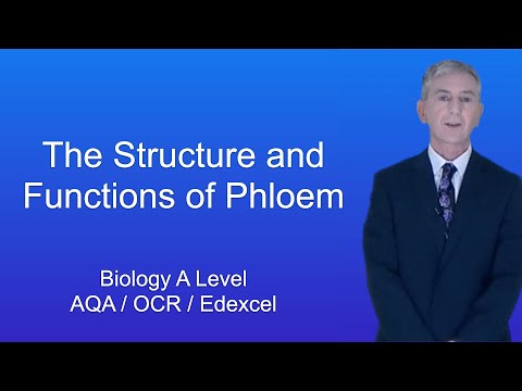 A Level Biology “The Structure and Functions of Phloem”
