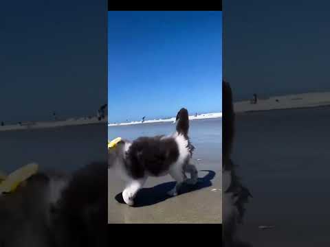 This cat is so adorable!!! #viral #shortvideo #animals