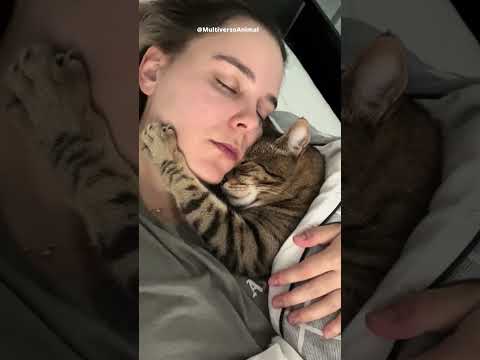 Eai, seu gato faz alguma dessas coisas? #gatos #gateiras #gateiros